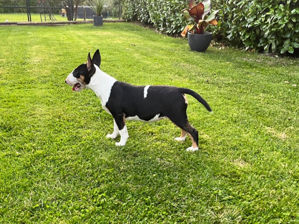 Les Bull Terrier de l'affixe de La Tribu De Martangy