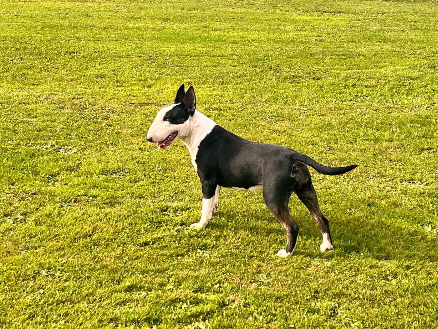 Trick or treat À kind of magic