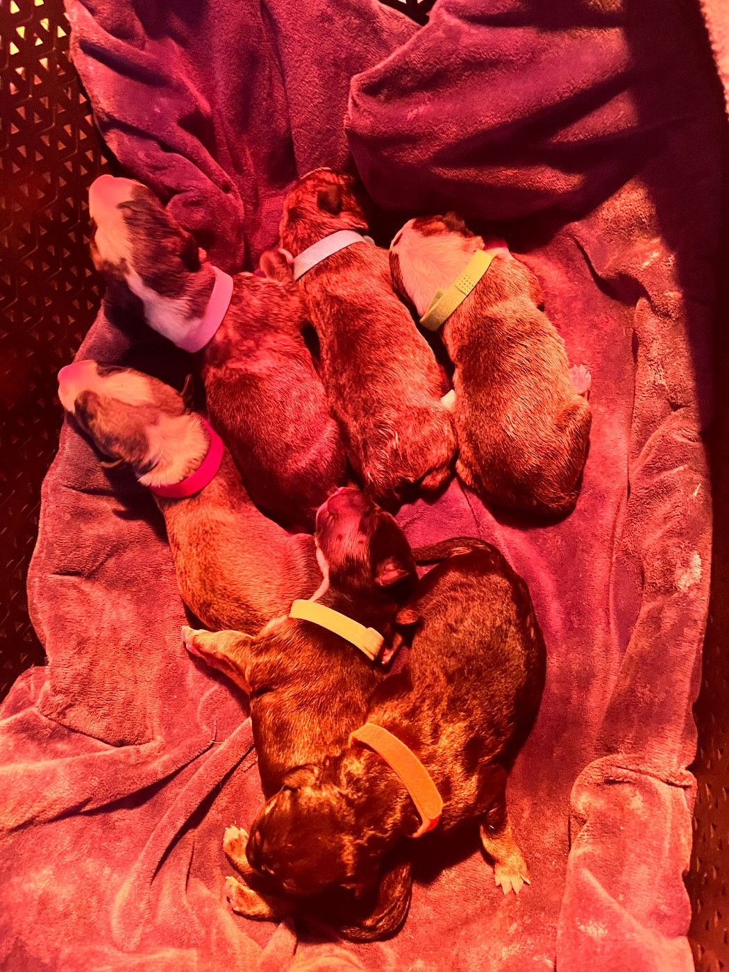 Chiot Bull Terrier de La Tribu De Martangy