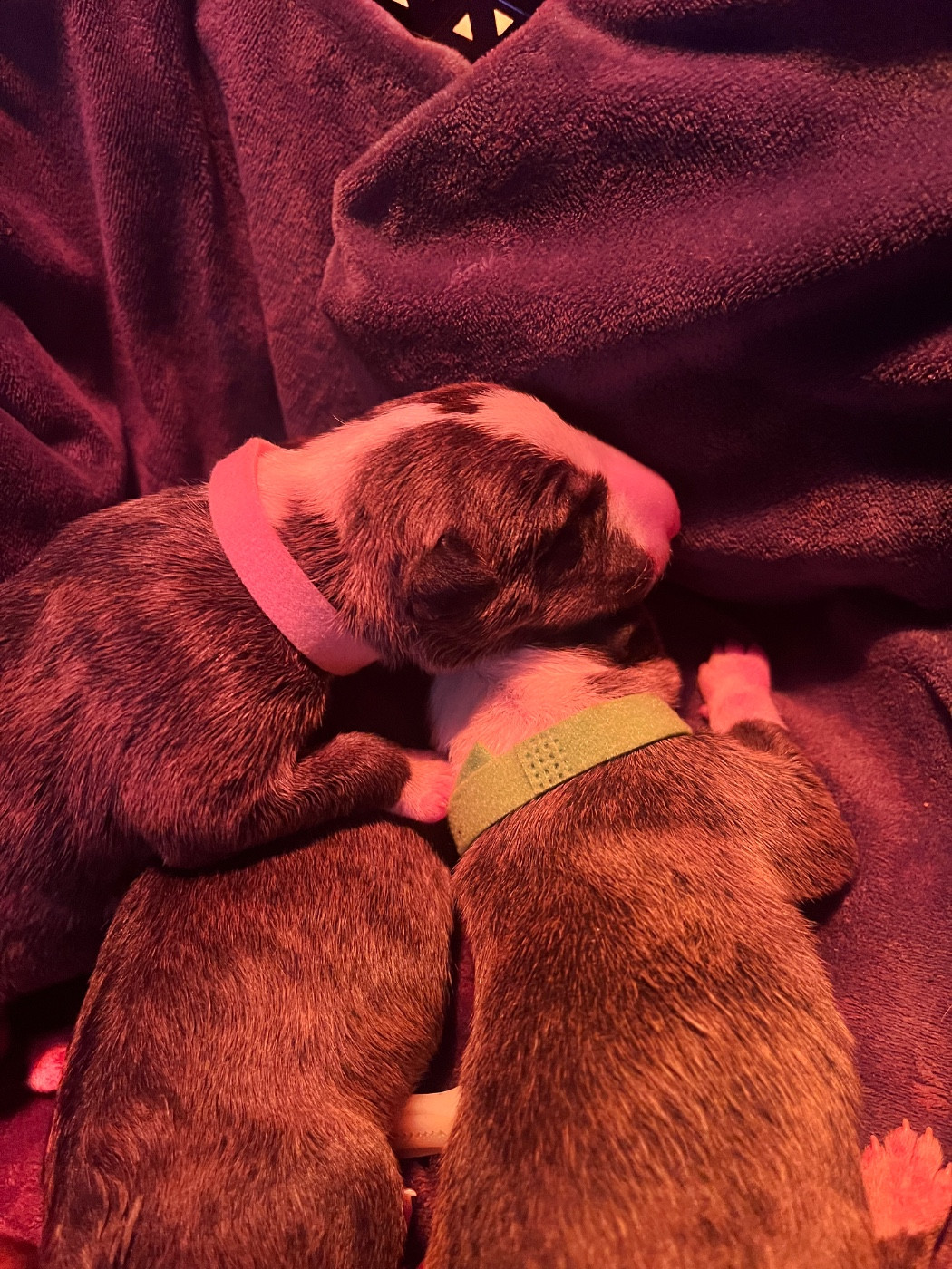 de La Tribu De Martangy - Chiots disponibles - Bull Terrier