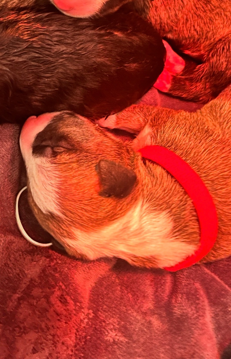 de La Tribu De Martangy - Chiots disponibles - Bull Terrier