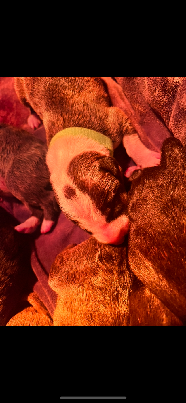 de La Tribu De Martangy - Chiots disponibles - Bull Terrier