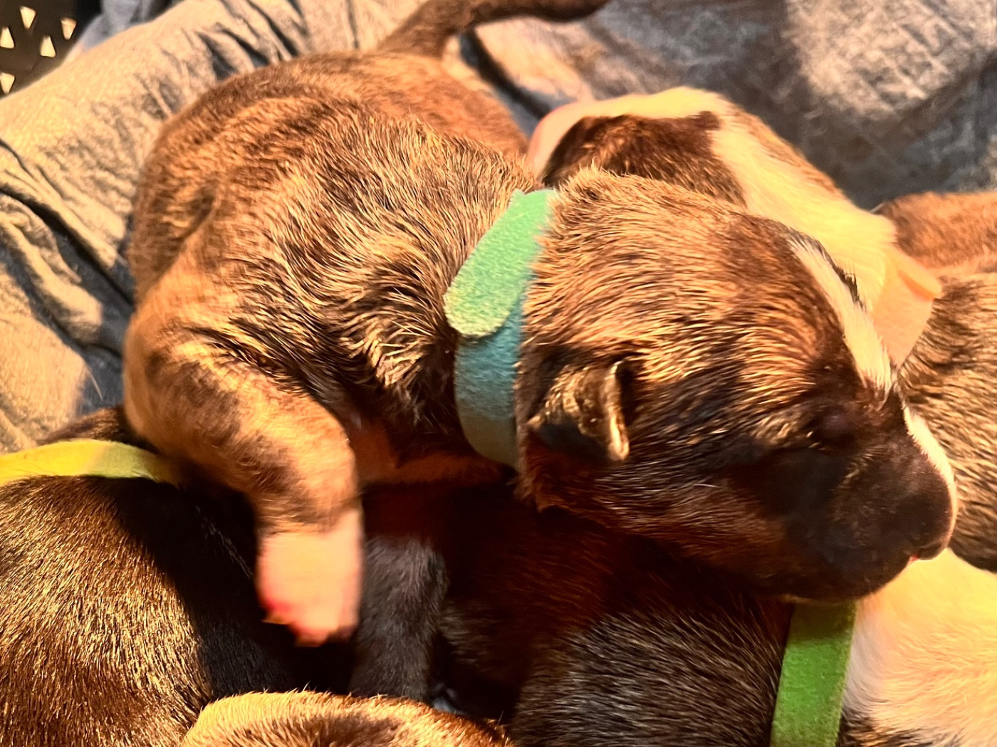 de La Tribu De Martangy - Chiots disponibles - Bull Terrier